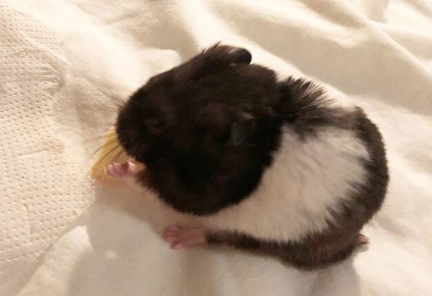 What Should I Name My Black And White Hamster