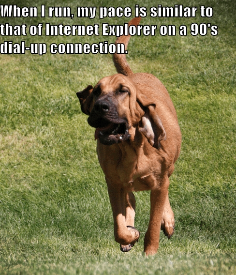 The 14 Funniest Bloodhound Memes Of All Time! | Page 3 Of 3 | PetPress