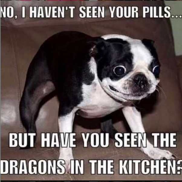 14 Funny Boston Terrier Memes That Will Make You Smile | PetPress