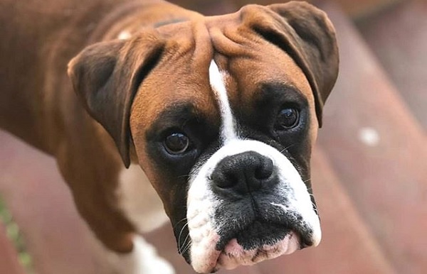 14 Cool Facts About the Boxer Dog - PetPress