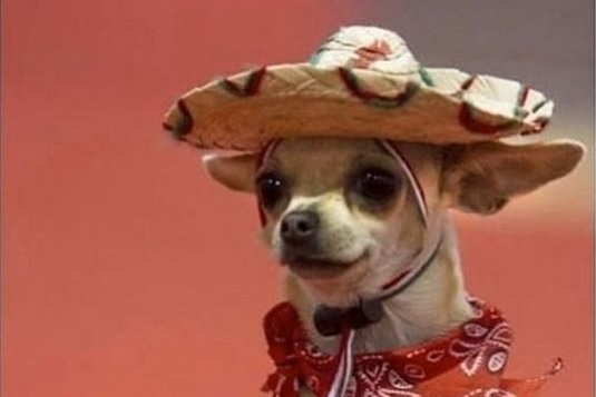 14 Funny Chihuahua Memes That Will Make You Laugh! PetPress
