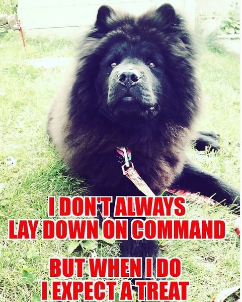 14 Funny Dog Memes That You Must Show to Your Friend Who Owns a Chow