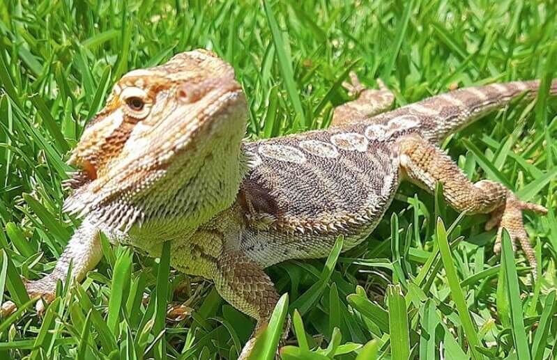 Bearded Dragon Names - Over 300 Great Ideas For Naming Your Bearded ...