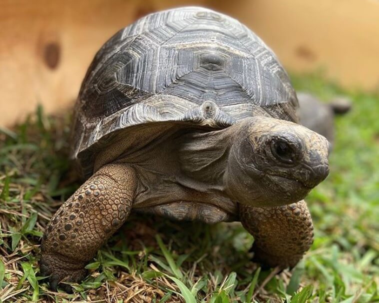 200+ Names for Pet Tortoises (Cool, Funny, & Famous Names) | PetPress