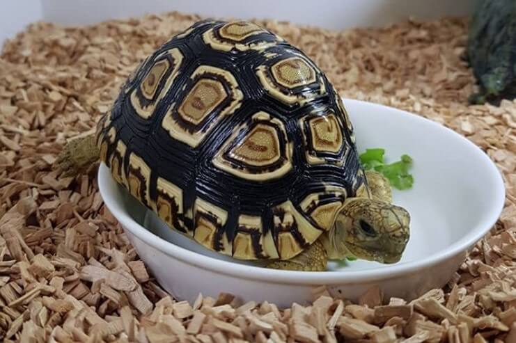 600+ Best Pet Turtle Names (Cute, Funny, & Famous Names) | PetPress