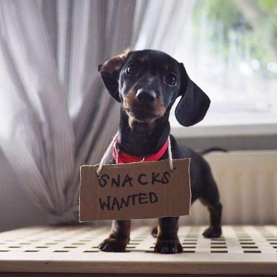 14 Funny Dachshund Memes To Cheer You Up | Page 3 of 3 | PetPress