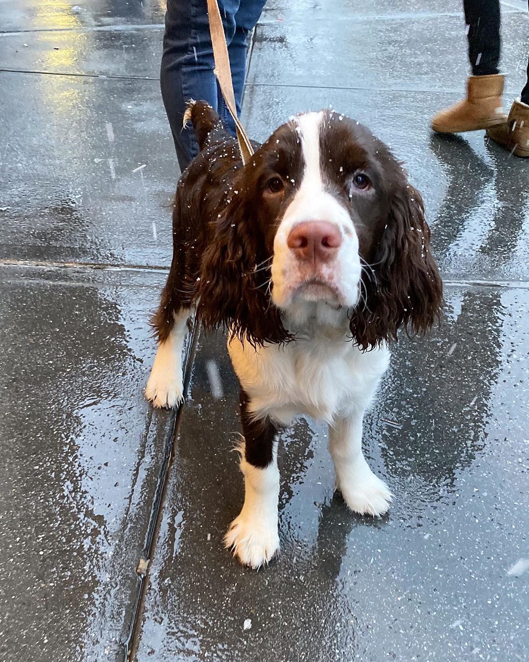 14 Magnificent Facts About English Springer Spaniels | PetPress