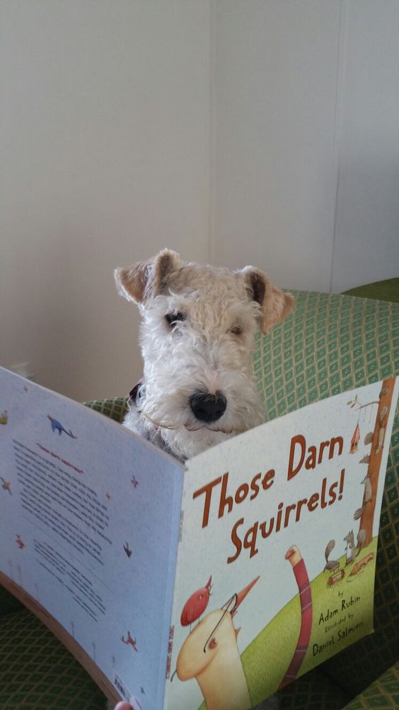 15 Funny Facts About The Fox Terrier | PetPress