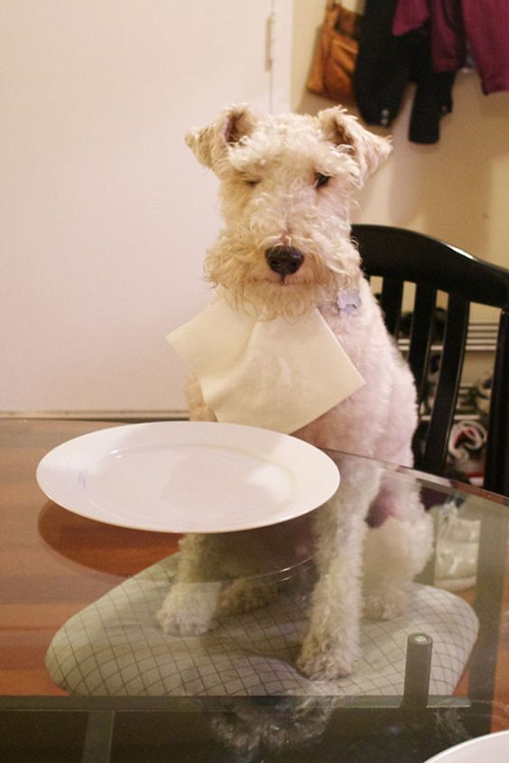 15 Funny Facts About The Fox Terrier | Page 2 of 3 | PetPress