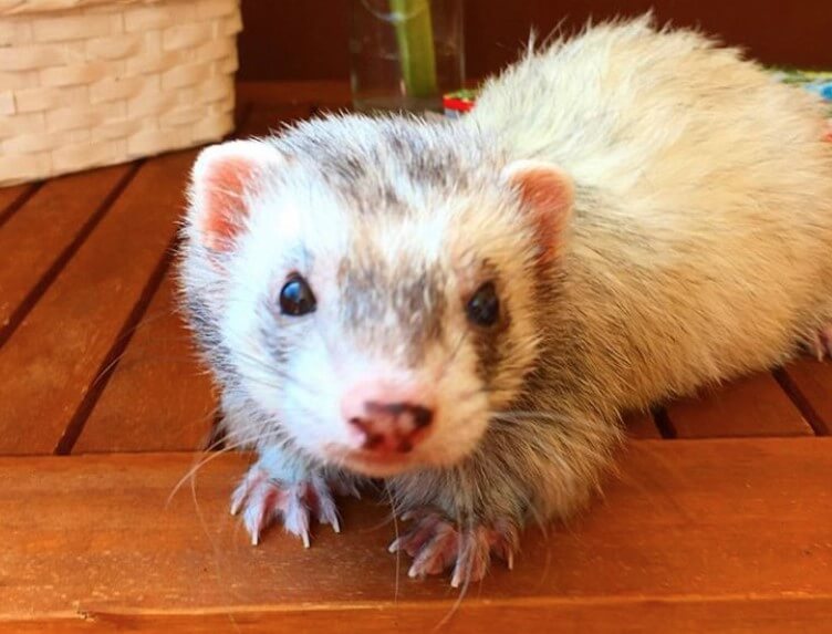 Top 500+ Ferret Names (Cute, Funny, & Cool Names!) | PetPress