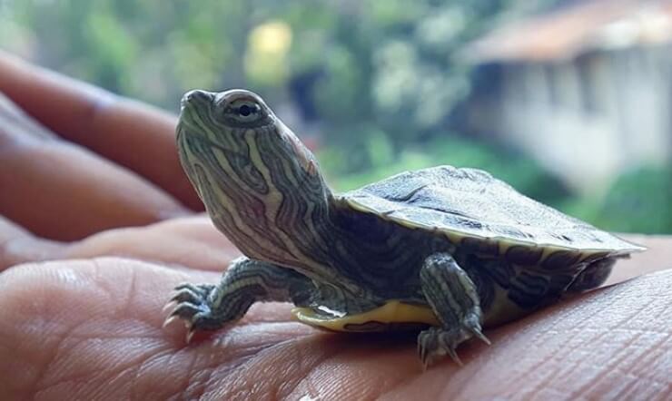 Girl Turtle Names - 170 Great Female Turtle Names - PetPress