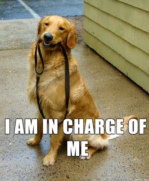 14 Funny Golden Retriever Memes That Will Make You Fall In