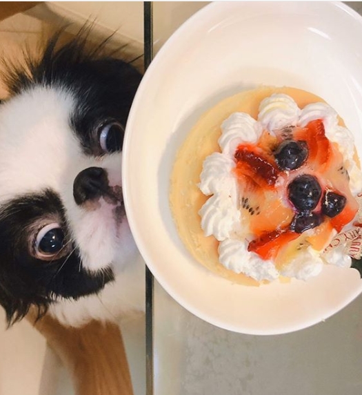 14 Funny Pictures Proving That Japanese Chins are True Gourmets PetPress