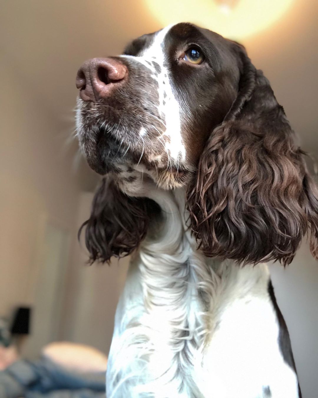 14-magnificent-facts-about-english-springer-spaniels-petpress