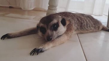 meerkat names