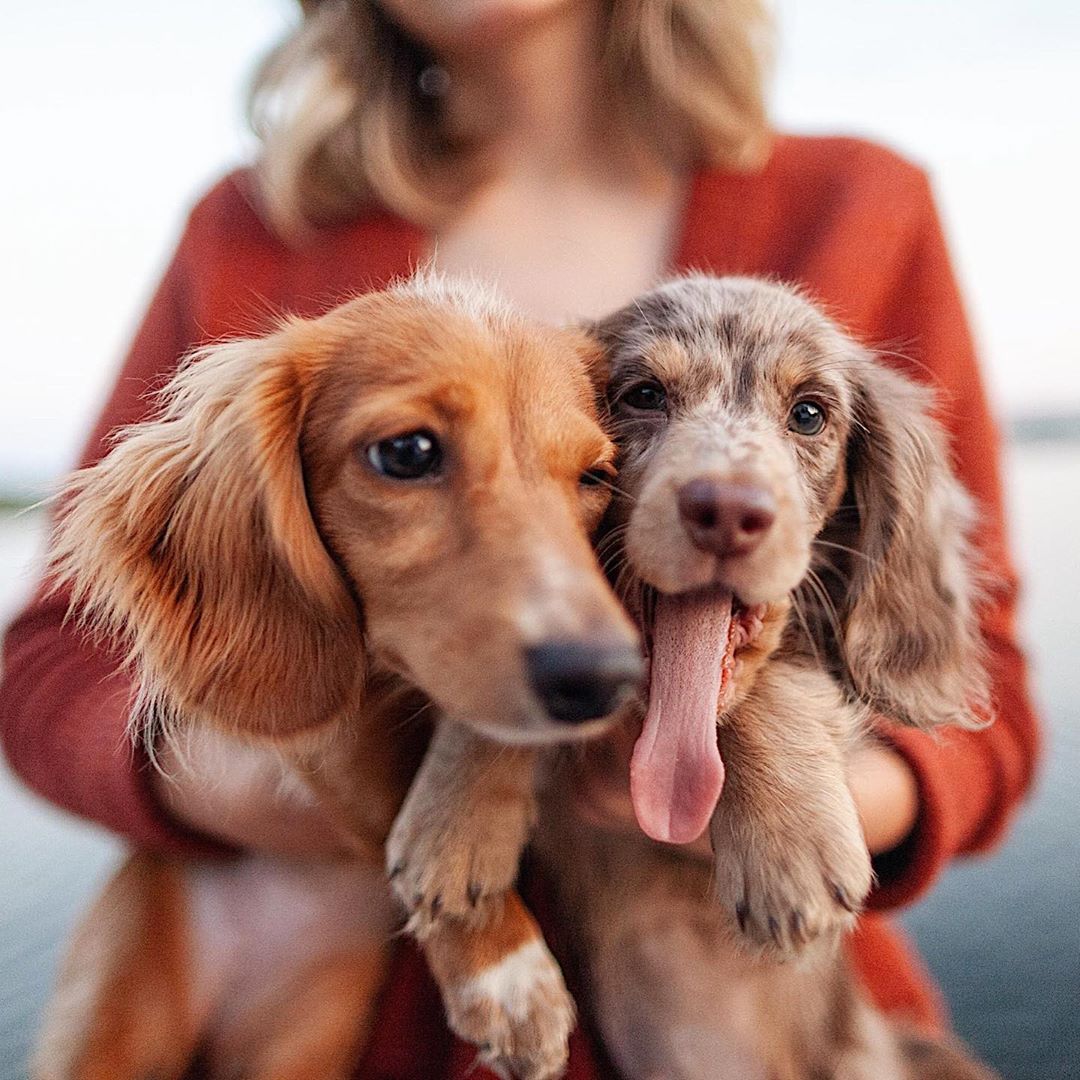 14 Things To Know About Dachshunds PetPress