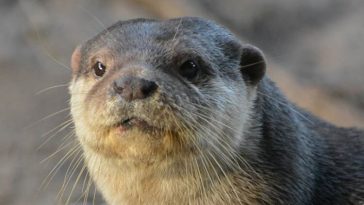 otter names