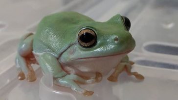pet frog names