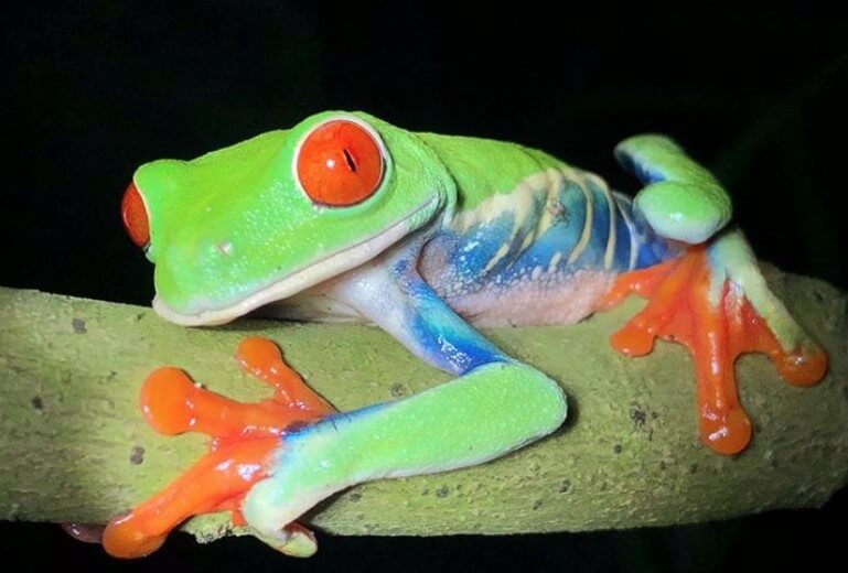 6 Great Beginner Pet Frogs | PetPress