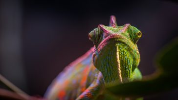 chameleon