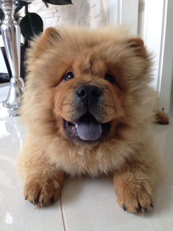 14 Adorable Chow Chows That Can Bright Your Day | PetPress