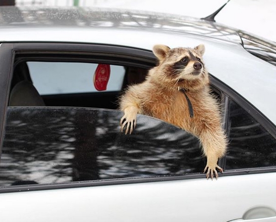 14 Funny Raccoon Pictures That Will Make You Smile Petpress