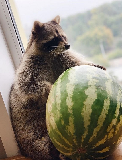 14 Funny Pictures Proving That Raccoons are the Best Pets Ever ...