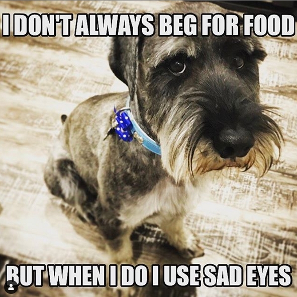 14 Funny Schnauzer Memes That Will Make Your Day! | PetPress