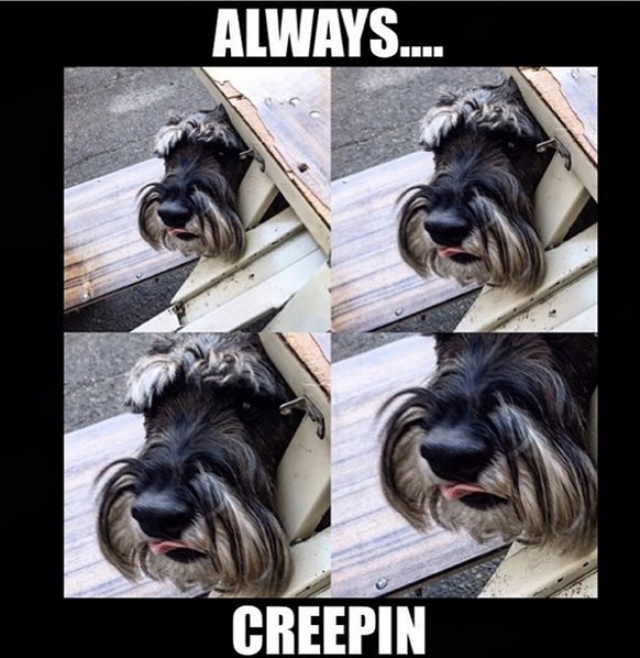 14 Funny Schnauzer Memes That Will Make Your Day! | PetPress