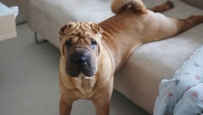 The 14 Funniest Shar Pei Memes That Will Make You Laugh PetPress