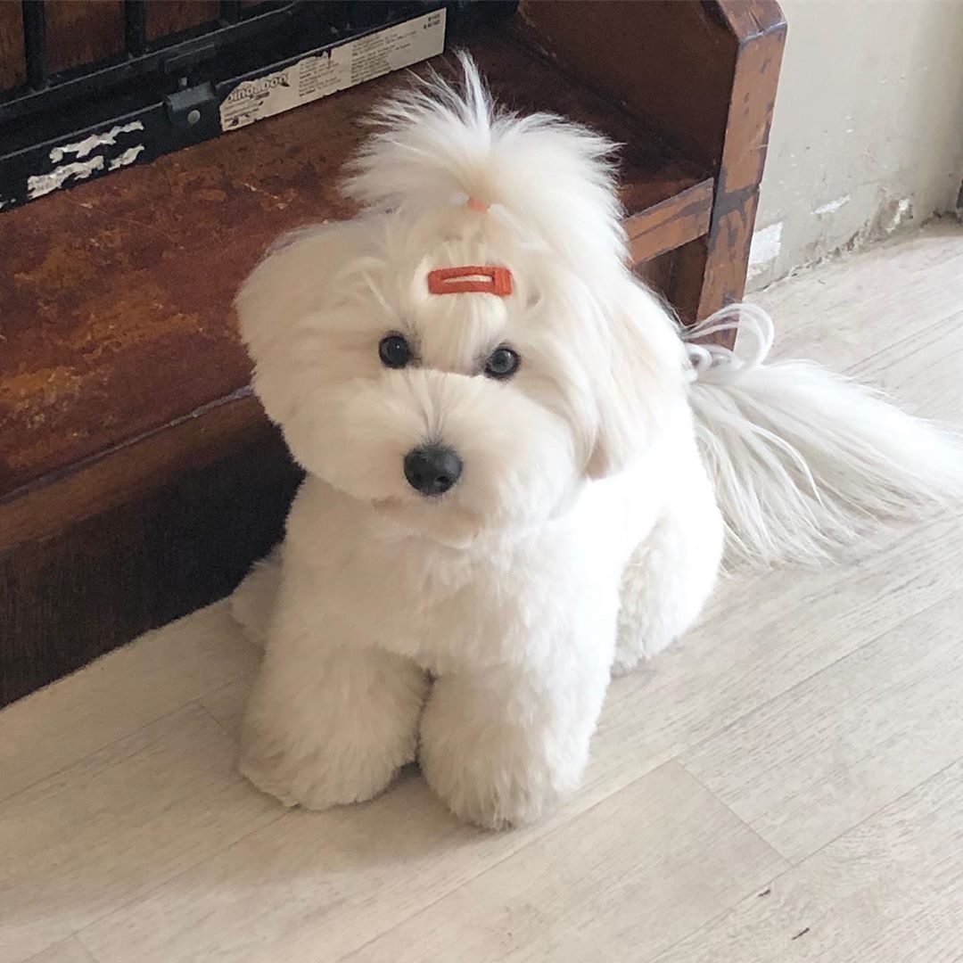 coton de tulear teddy bear