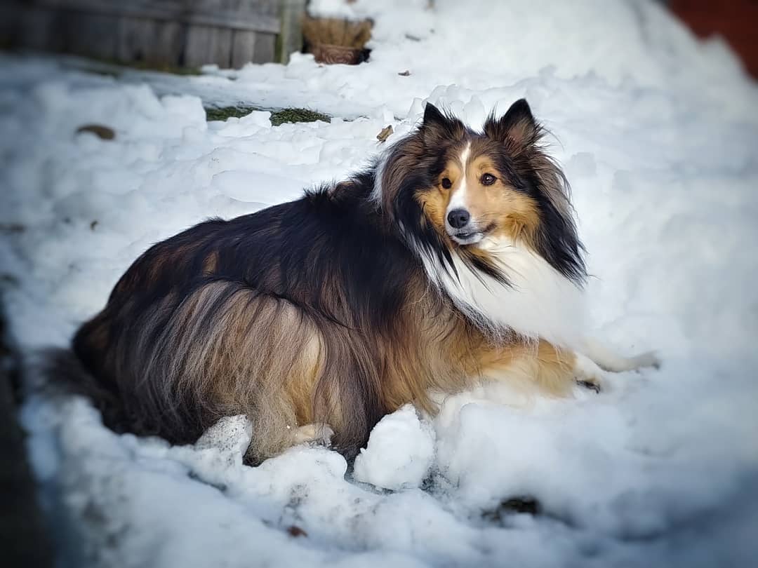 14 Adorable Facts About Shetland Sheepdogs | Page 3 of 4 | PetPress