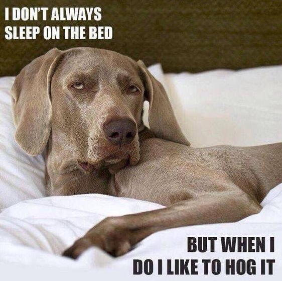 14 Funny Weimaraner Memes That Will Make You Smile | PetPress