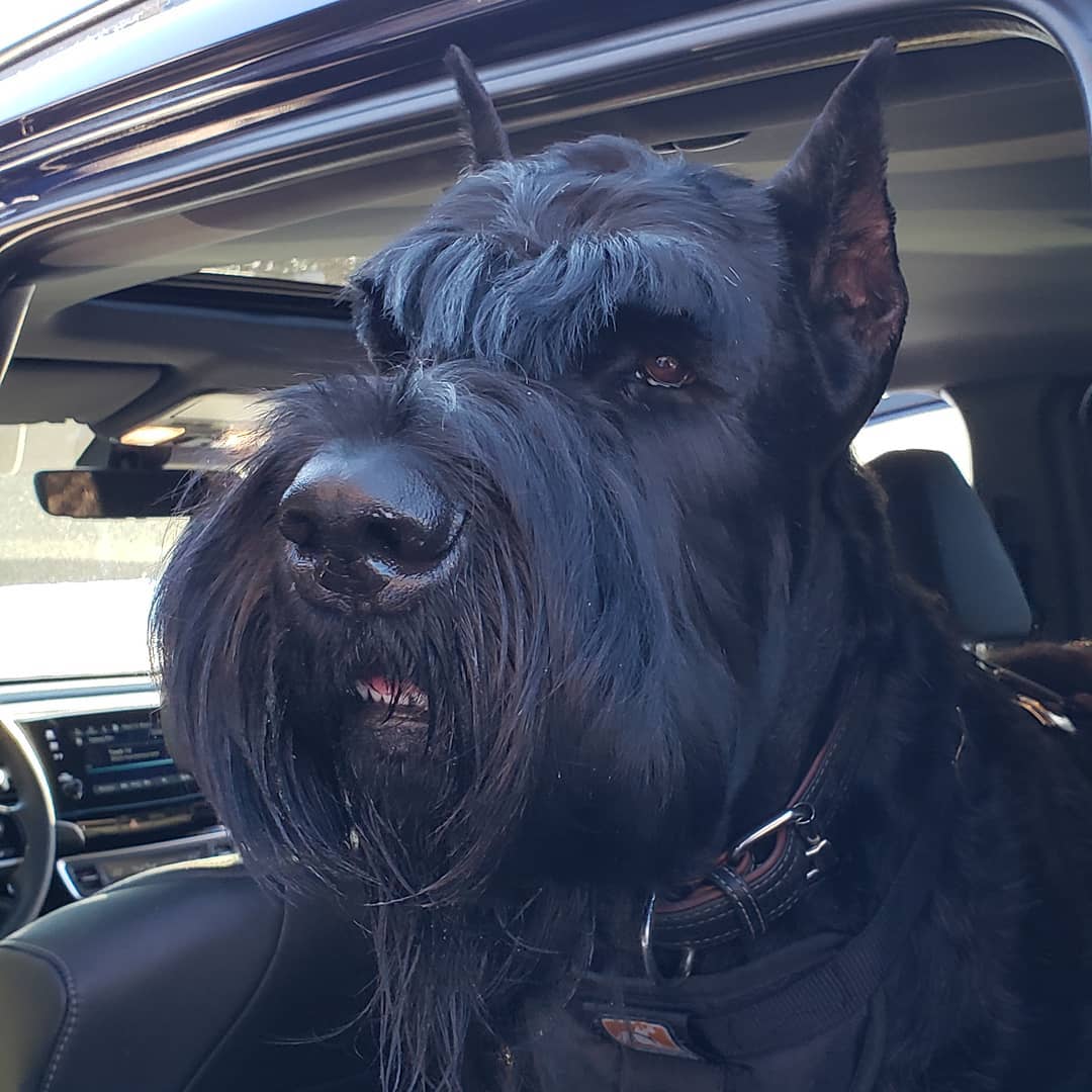 14 Massive Facts About Giant Schnauzers PetPress