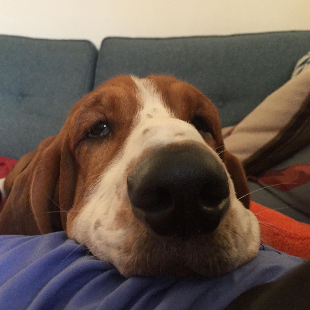 14 Things You Might Not Know About Basset Hounds