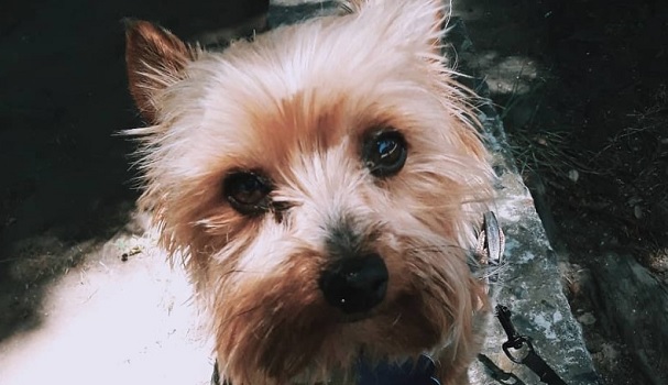 14 Fascinating Facts About Yorkies | Page 2 of 4 | PetPress
