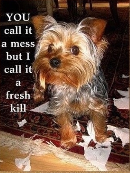 14 Funny Yorkshire Terrier Memes That Will Make You Smile! | Page 3 of
