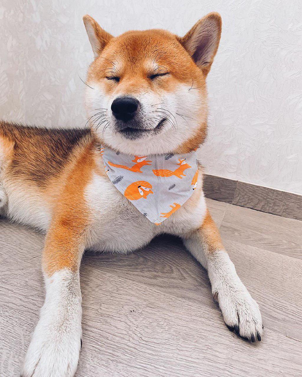14 Photos That Confirm That Shiba Inu is the Most Smiling Dog | Page 2 ...