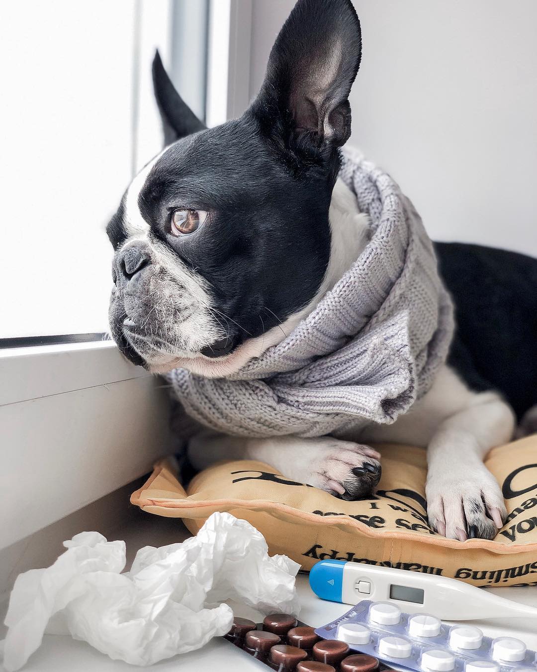 14 Cute Boston Terrier Pictures To Make Your Day Page 3