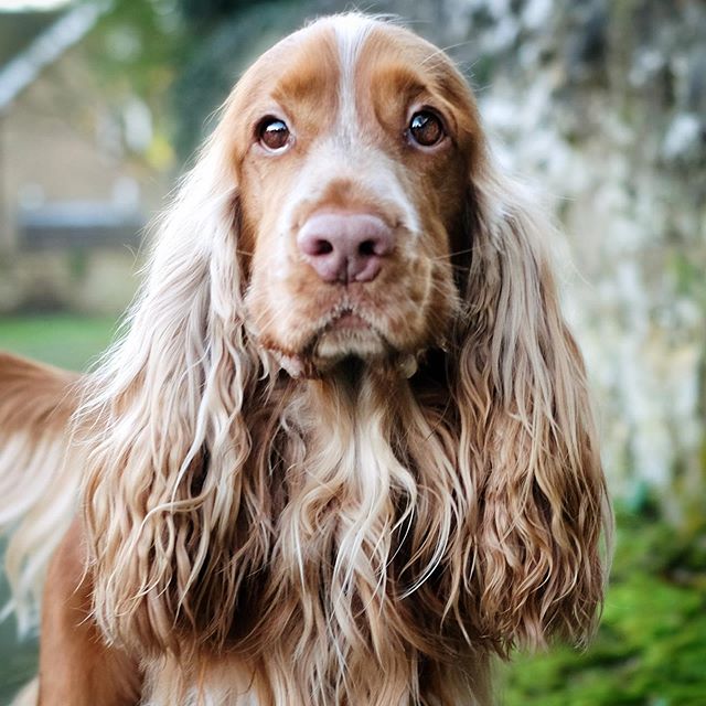 Cocker Spaniels Personality Can Be Described As Cheerful, Gentle, Happy 