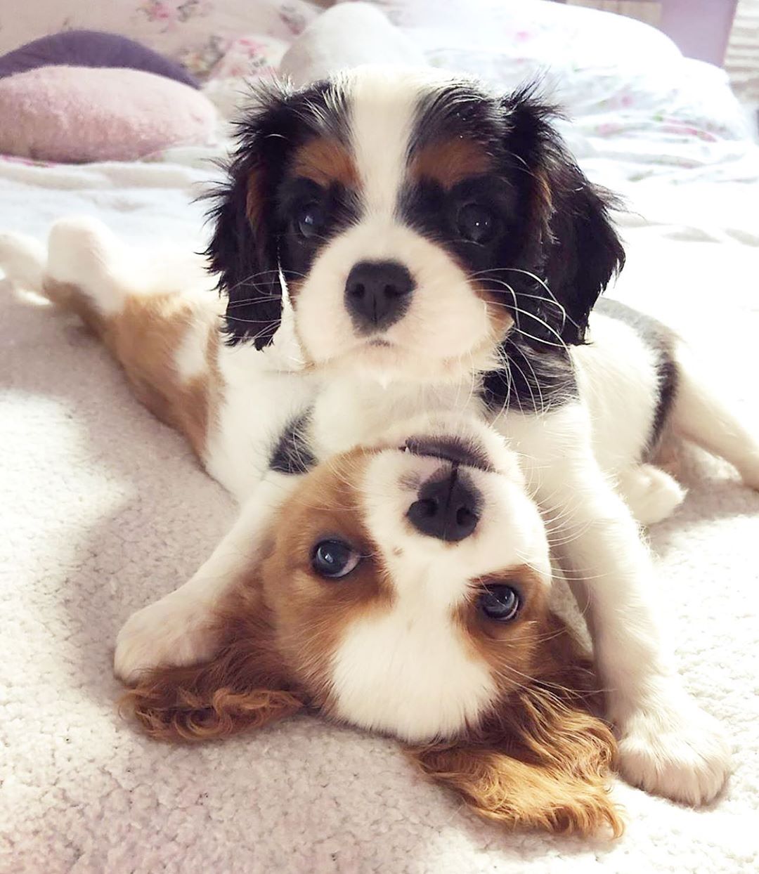 black and tan cavalier king charles spaniel