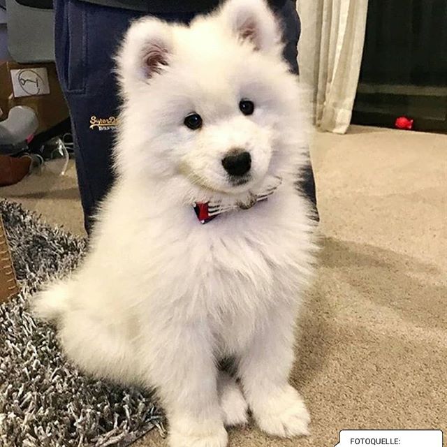 The Samoyed is Famous for his Smile. | PetPress