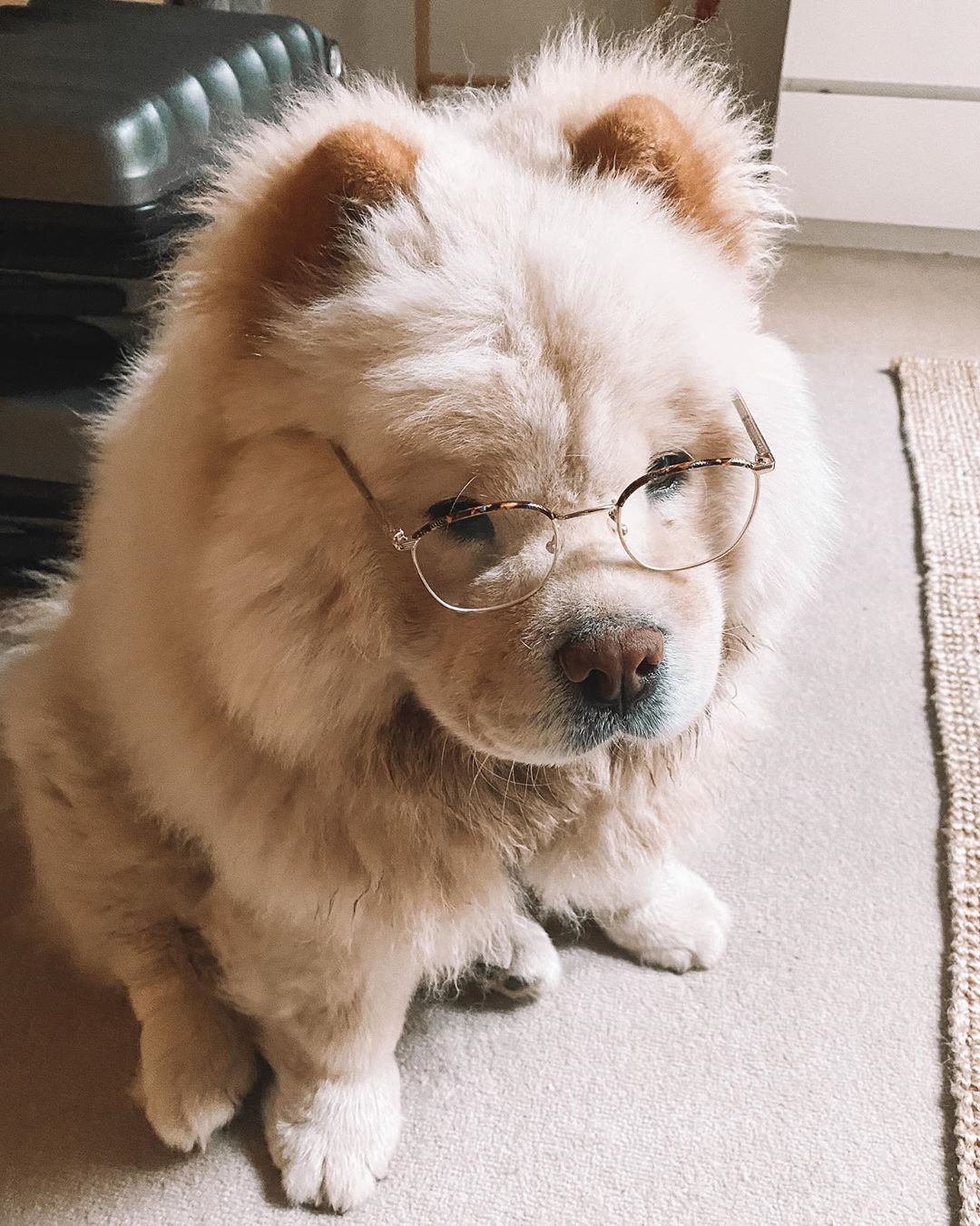 14 Interesting Facts About Chow Chows PetPress