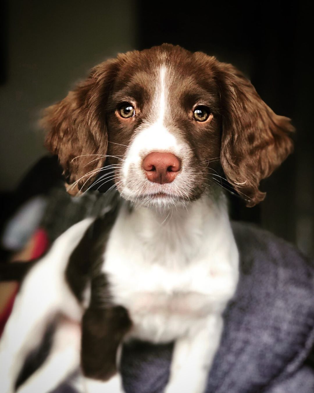 14 Things You Didn’t Know About the English Springer Spaniel | PetPress