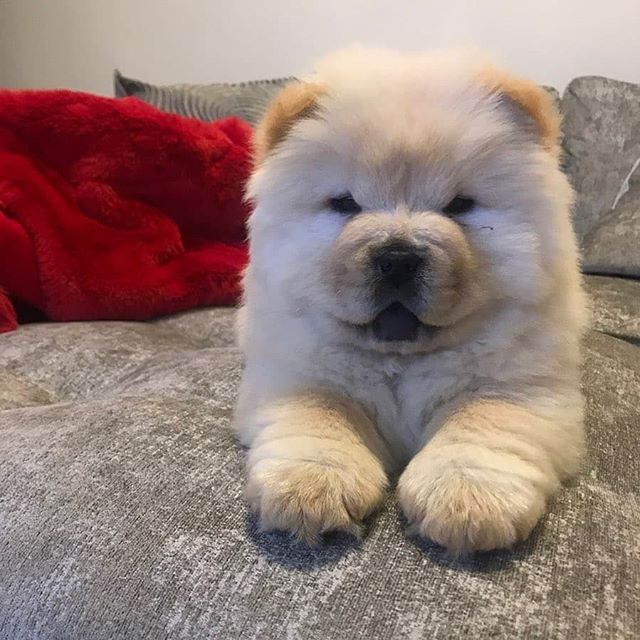 14 Interesting Facts About Chow Chows | PetPress