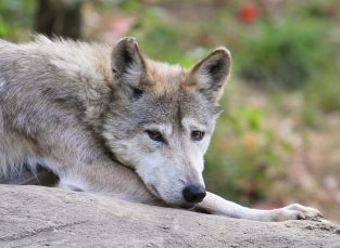 380 Popular Female Wolf Names | PetPress