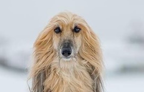 14 Tips For Raising The Afghan Hound Petpress