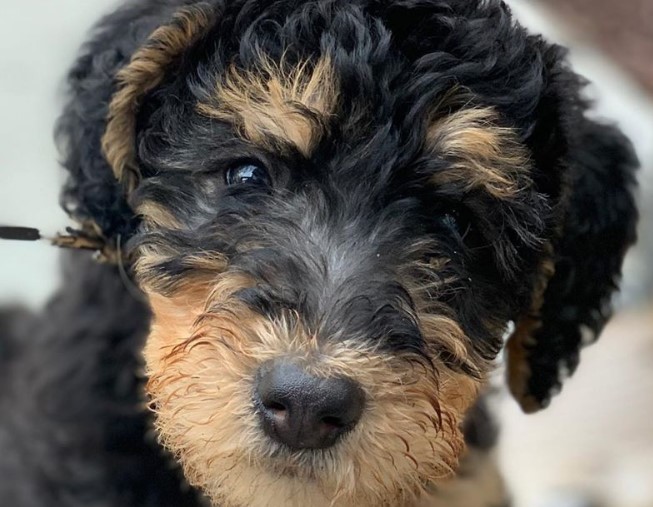 7 Airedale Terrier Mix Breeds – The Popular and Adorable Hybrid Dogs ...