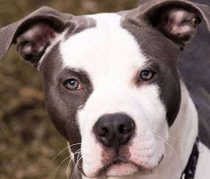 Mydiary Staffordshire Bull Terrier American Bulldog Mix