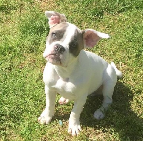 American French Bulldog French Bulldog X American Bulldog Mix Petpress